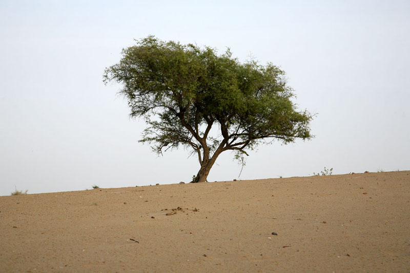 La Forêt des 29 - L'arbre qui allaite le monde - Photo 3